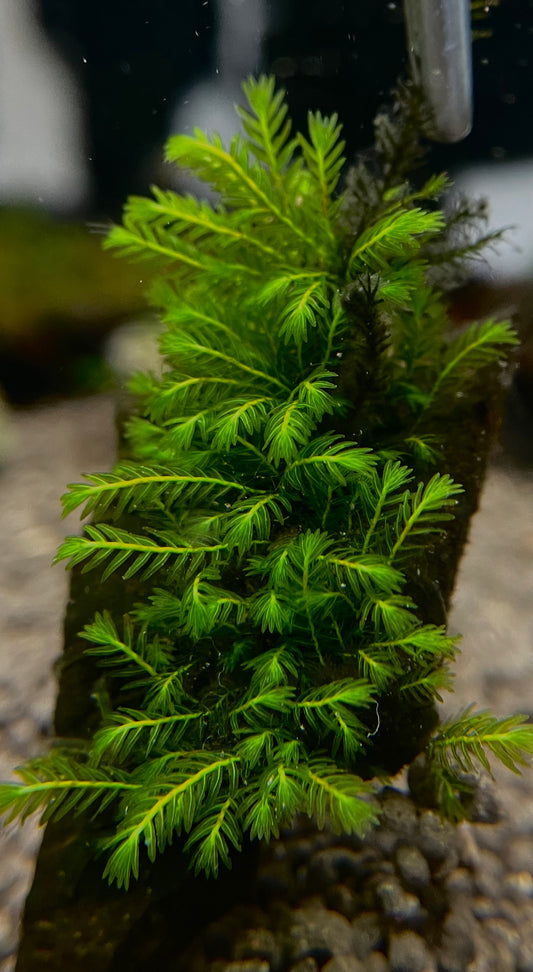 Fissidens Sp. "Adianthoides" - AQUASHRIMP