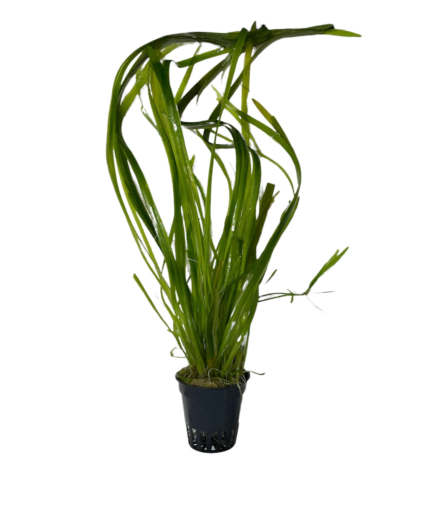 TROPLANT Vallisneria Spiralis - AQUASHRIMP