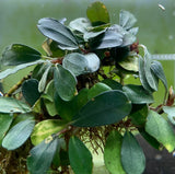 Bucephalandra Mini Venus. Pianta epifita con basse esigenze adatta per acquari con caridine e neocaridine. Le foglie sono tondeggianti puntinate di bianco e di colore verde. Coltivata e venduta da aquashrimp