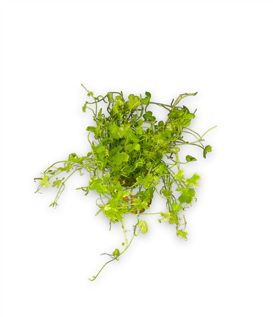 Hydrocotyle Tripartita Japan