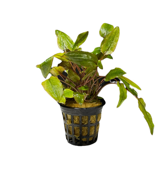 TROPLANT Cryptocoryne Wendtii Tropica - AQUASHRIMP