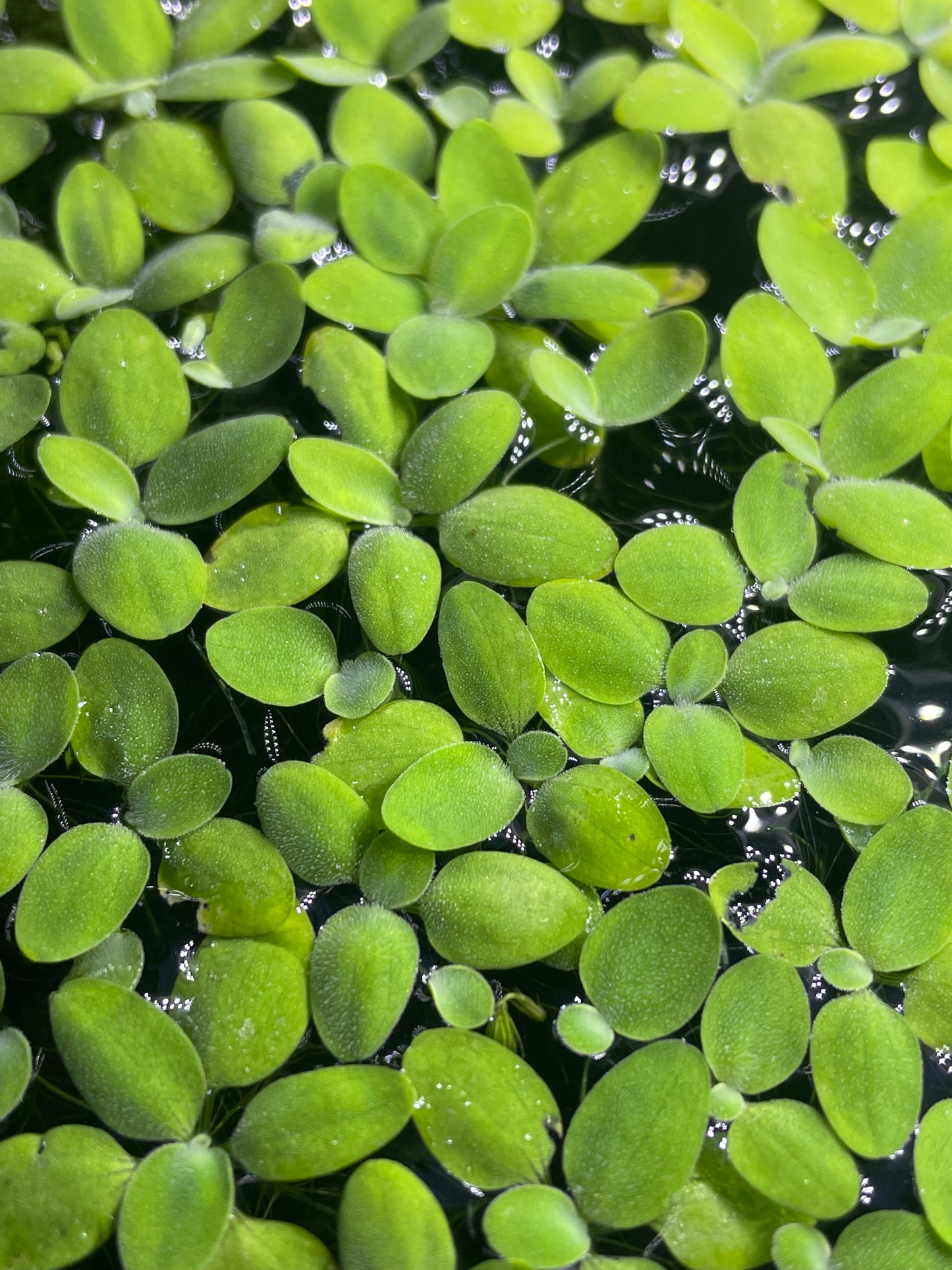 Salvinia Natans pianta galleggiante antialghe