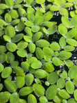 Salvinia Natans pianta galleggiante antialghe