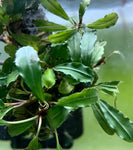 Bucephalandra Light Green. Pianta epifita con basse esigenze adatta per acquari con caridine e neocaridine. Le foglie sono allungate e tondeggianti di colore verde chiaro. Coltivata e venduta da aquashrimp
