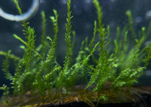 Fissidens Sp. "Amra" - AQUASHRIMP