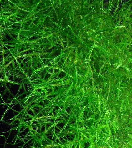 Vesicularia Dubyana “Java Moss”