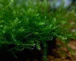 Plagiomnium Cf. Affine "Pearl Moss" 3x3