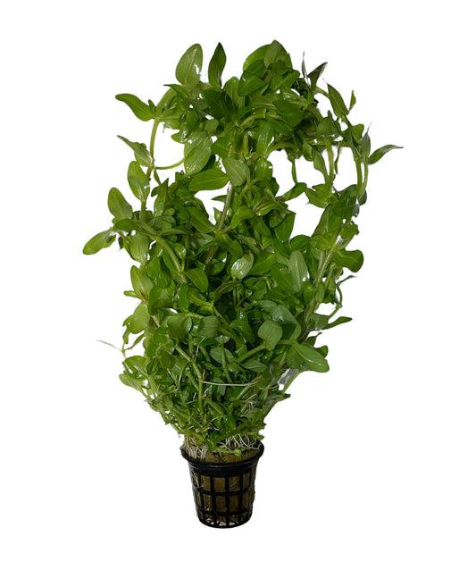 TROPLANT Bacopa Caroliniana - AQUASHRIMP