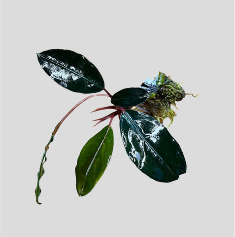 Bucephalandra “Maharani”