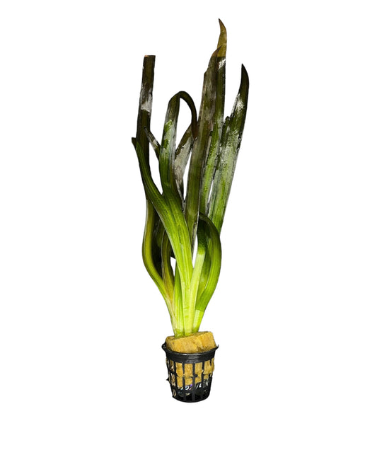 TROPLANT Vallisneria Gigantea - AQUASHRIMP