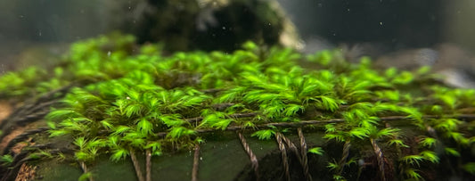 Fissidens Sp. "Switzerland" - AQUASHRIMP