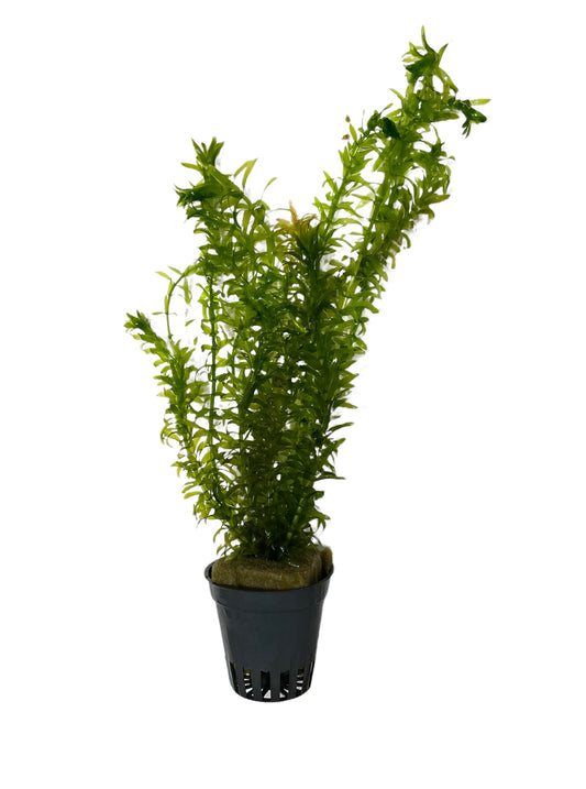 TROPLANT Egeria Densa - AQUASHRIMP