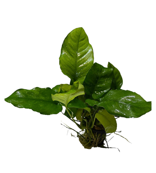 TROPLANT Anubias barteri - AQUASHRIMP