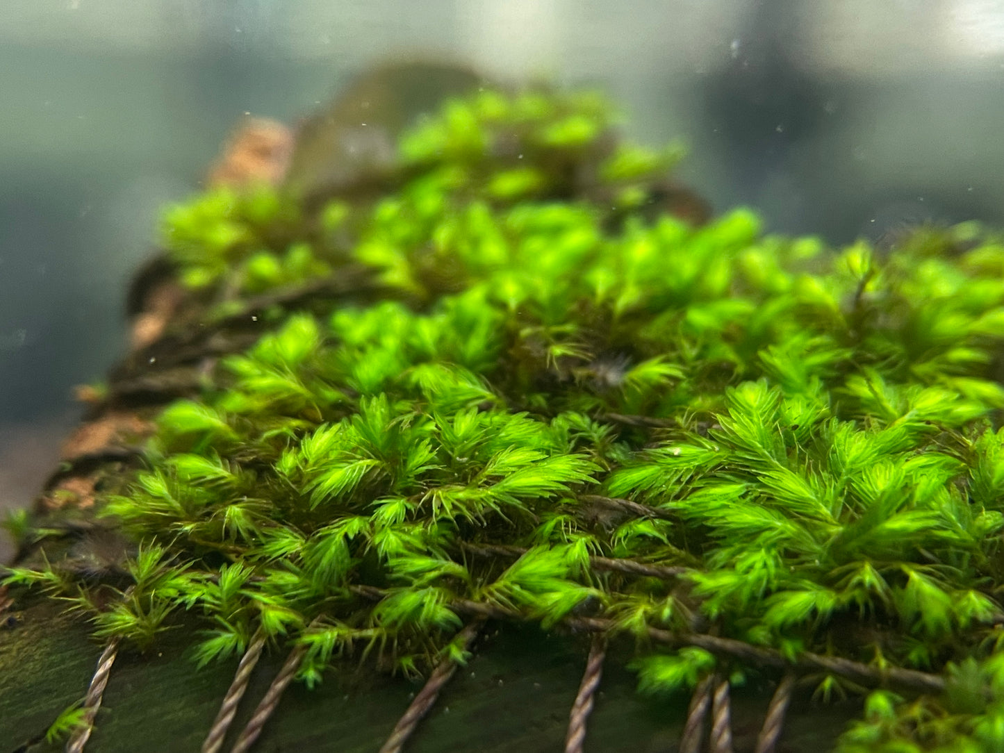 Fissidens Sp. "Switzerland" - AQUASHRIMP