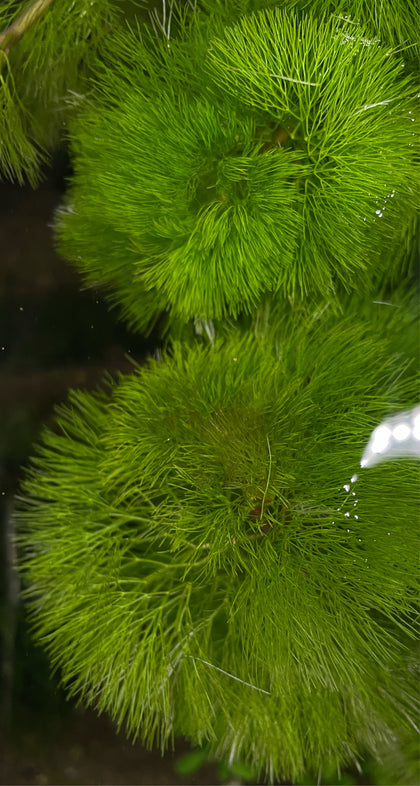 Cabomba Aquatica