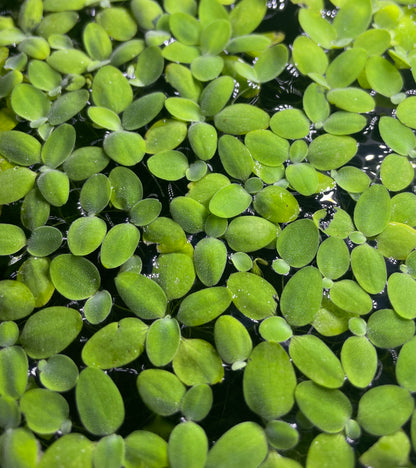 Salvinia Natans pianta galleggiante antialghe adatta per acquari appena allestiti. Venduta da aquashrimp in confezioni da 100 ml. Non richiede particolari attenzioni. 