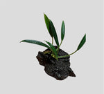 Aridarum “Round Leaf”
