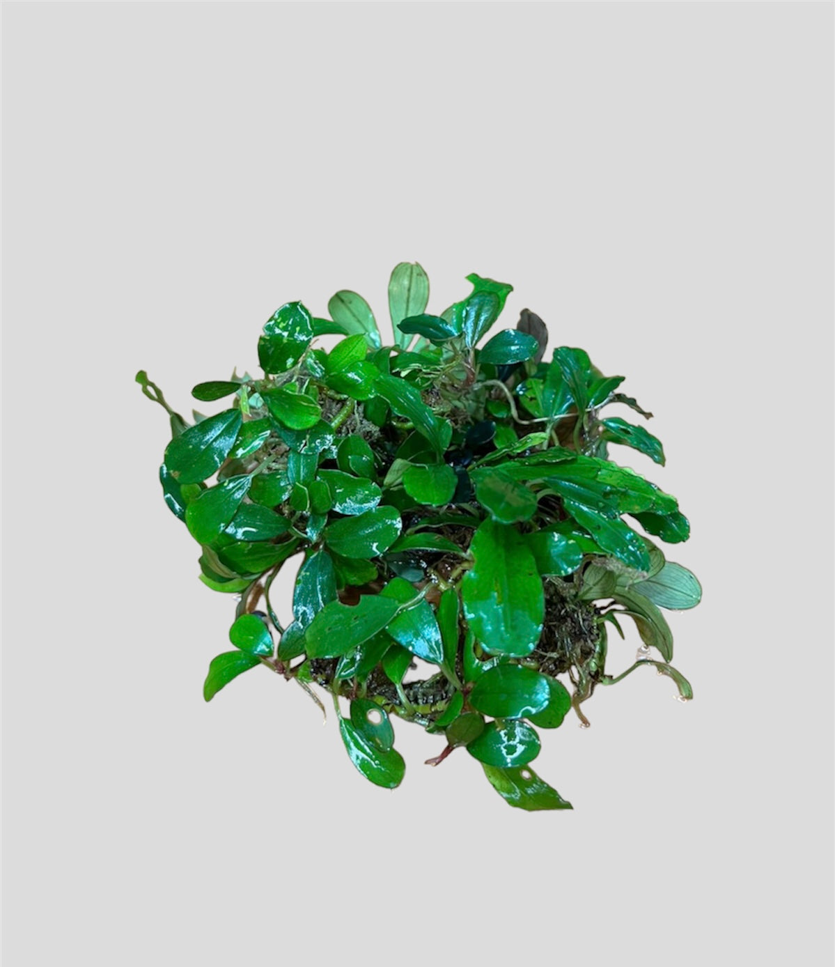 Bucephalandra “Light Green” Rizoma o Clump - AQUASHRIMP