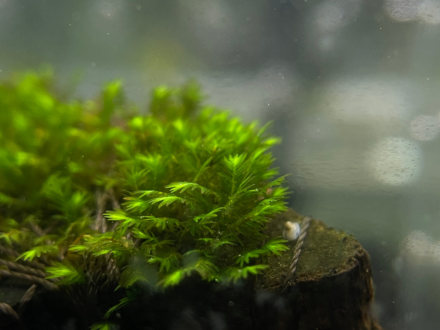 Fissidens Sp. "Mini Nobilis" - AQUASHRIMP