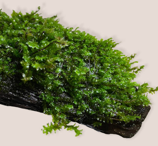 Hookeriaceae sp. Distichopyllum "Rare Moss" - AQUASHRIMP