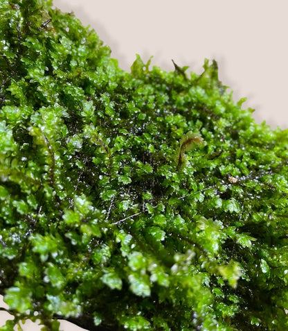 Hookeriaceae sp. Distichopyllum "Rare Moss" - AQUASHRIMP