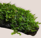 Hookeriaceae sp. Distichopyllum "Rare Moss" - AQUASHRIMP